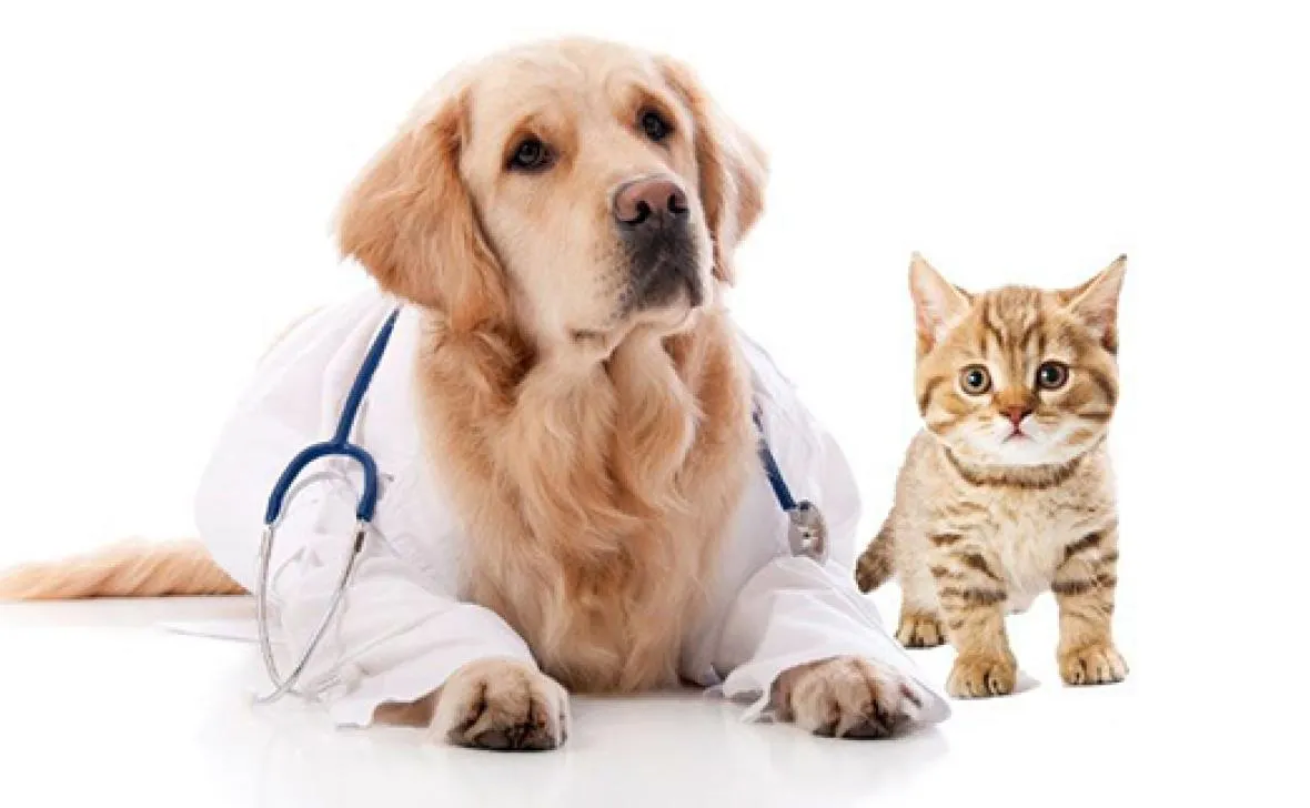 Pet Insurance Is a Smart Investment for Your Furry Family Members